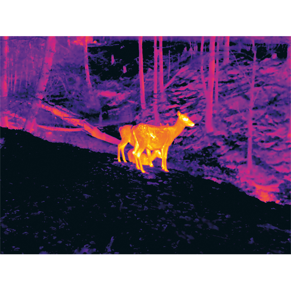 Pixfra Chiron PFI-C425 (F) - Reh